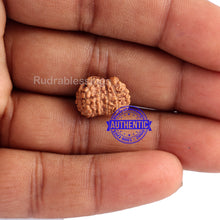 Load image into Gallery viewer, Trijudi Rudraksha from Indonesia Bead No. - 32