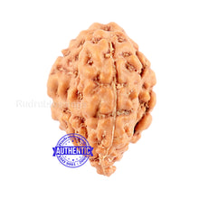 Load image into Gallery viewer, Trijudi Rudraksha from Indonesia Bead No. - 33