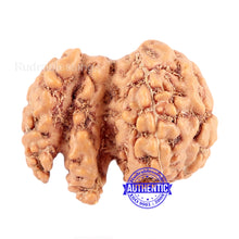 Load image into Gallery viewer, Trijudi Rudraksha from Indonesia Bead No. - 33