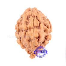 Load image into Gallery viewer, Trijudi Rudraksha from Indonesia Bead No. - 33