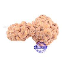 Load image into Gallery viewer, Trijudi Rudraksha from Indonesia Bead No. - 33