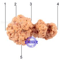 Load image into Gallery viewer, Trijudi Rudraksha from Indonesia Bead No. - 33