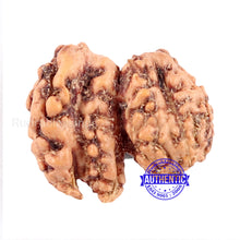 Load image into Gallery viewer, Trijudi Rudraksha from Indonesia Bead No. - 34