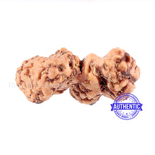Load image into Gallery viewer, Trijudi Rudraksha from Indonesia Bead No. - 34