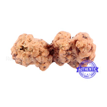 Load image into Gallery viewer, Trijudi Rudraksha from Indonesia Bead No. - 34