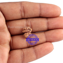 Load image into Gallery viewer, Trijudi Rudraksha from Indonesia Bead No. - 34