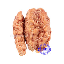 Load image into Gallery viewer, Trijudi Rudraksha from Indonesia Bead No. - 35