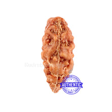 Load image into Gallery viewer, Trijudi Rudraksha from Indonesia Bead No. - 35