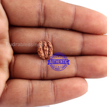 Load image into Gallery viewer, Trijudi Rudraksha from Indonesia Bead No. - 35