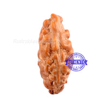 Load image into Gallery viewer, Trijudi Rudraksha from Indonesia Bead No. - 36