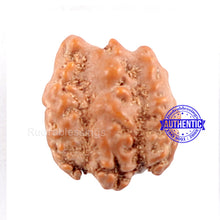 Load image into Gallery viewer, Trijudi Rudraksha from Indonesia Bead No. - 36