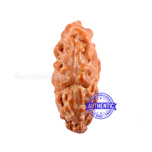 Load image into Gallery viewer, Trijudi Rudraksha from Indonesia Bead No. - 36
