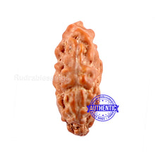 Load image into Gallery viewer, Trijudi Rudraksha from Indonesia Bead No. - 36