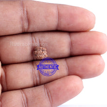 Load image into Gallery viewer, Trijudi Rudraksha from Indonesia Bead No. - 36