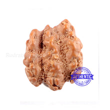 Load image into Gallery viewer, Trijudi Rudraksha from Indonesia Bead No. - 36