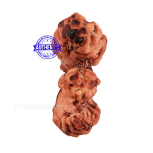 Load image into Gallery viewer, Trijudi Rudraksha from Indonesia Bead No. 48