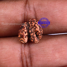 Load image into Gallery viewer, Trijudi Rudraksha from Indonesia Bead No. 48
