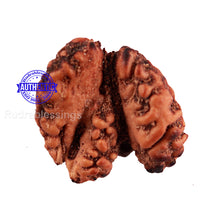 Load image into Gallery viewer, Trijudi Rudraksha from Indonesia Bead No. 48