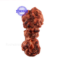 Load image into Gallery viewer, Trijudi Rudraksha from Indonesia Bead No. 48