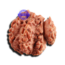 Load image into Gallery viewer, Trijudi Rudraksha from Indonesia Bead No. - 51