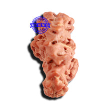 Load image into Gallery viewer, Trijudi Rudraksha from Indonesia Bead No. - 51