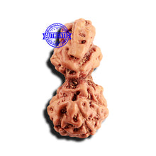 Load image into Gallery viewer, Trijudi Rudraksha from Indonesia Bead No. - 52