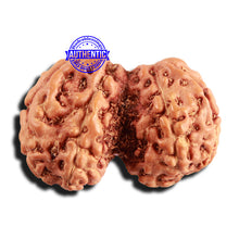 Load image into Gallery viewer, Trijudi Rudraksha from Indonesia Bead No. - 52
