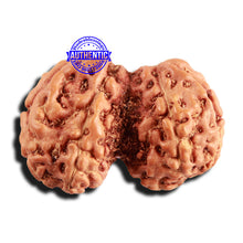 Load image into Gallery viewer, Trijudi Rudraksha from Indonesia Bead No. - 52