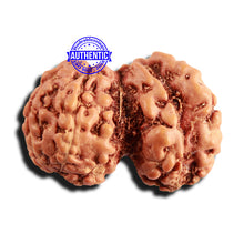 Load image into Gallery viewer, Trijudi Rudraksha from Indonesia Bead No. - 52
