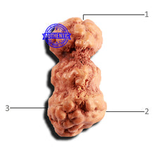 Load image into Gallery viewer, Trijudi Rudraksha from Indonesia Bead No. - 53