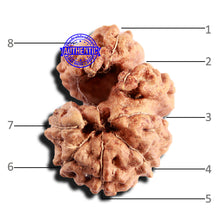 Load image into Gallery viewer, Trijudi Rudraksha from Indonesia Bead No. - 54