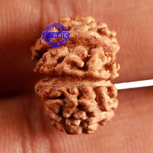 Load image into Gallery viewer, Trijudi Rudraksha from Indonesia Bead No. - 54