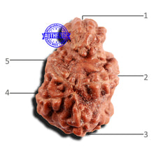 Load image into Gallery viewer, Trijudi Rudraksha from Indonesia Bead No. - 55