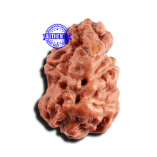 Load image into Gallery viewer, Trijudi Rudraksha from Indonesia Bead No. - 55
