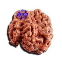 Load image into Gallery viewer, Trijudi Rudraksha from Indonesia Bead No. - 55