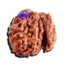 Load image into Gallery viewer, Trijudi Rudraksha from Indonesia Bead No. - 55

