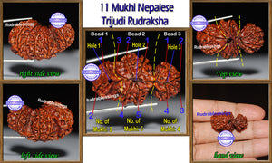 11 Mukhi Trijudi Rudraksha from Nepal - Bead No. 12