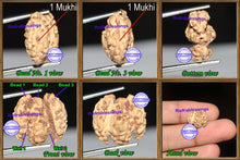 Load image into Gallery viewer, Trijudi Rudraksha from Indonesia - Bead No. 13