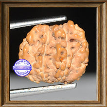 Load image into Gallery viewer, Trijudi Savar Rudraksha from Indonesia - Bead No. 14