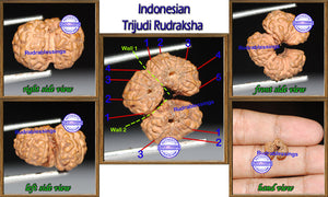 Trijudi Rudraksha from Indonesia - Bead No. 10