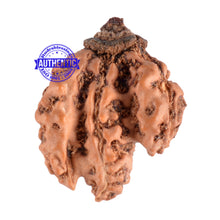 Load image into Gallery viewer, Trijudi Rudraksha from Indonesia Bead No. - 28