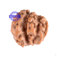 Load image into Gallery viewer, Trijudi Rudraksha from Indonesia Bead No. - 29
