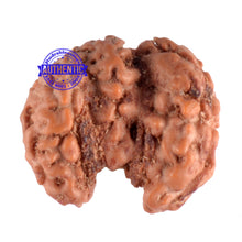 Load image into Gallery viewer, Trijudi Rudraksha from Indonesia Bead No. - 30
