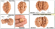 Load image into Gallery viewer, Trijudi Rudraksha from Indonesia Bead No. - 25
