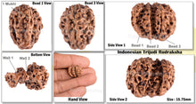 Load image into Gallery viewer, Trijudi Rudraksha from Indonesia Bead No. - 26