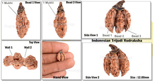 Trijudi Rudraksha from Indonesia Bead No. - 27