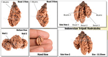 Load image into Gallery viewer, Trijudi Rudraksha from Indonesia Bead No. - 28