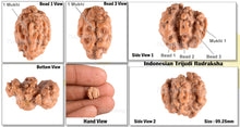 Load image into Gallery viewer, Trijudi Rudraksha from Indonesia Bead No. - 29