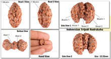 Load image into Gallery viewer, Trijudi Rudraksha from Indonesia Bead No. - 30