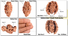 Load image into Gallery viewer, Trijudi Rudraksha from Indonesia Bead No. - 31
